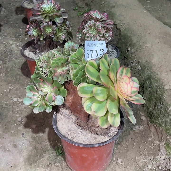 713荔枝缀多肉植物