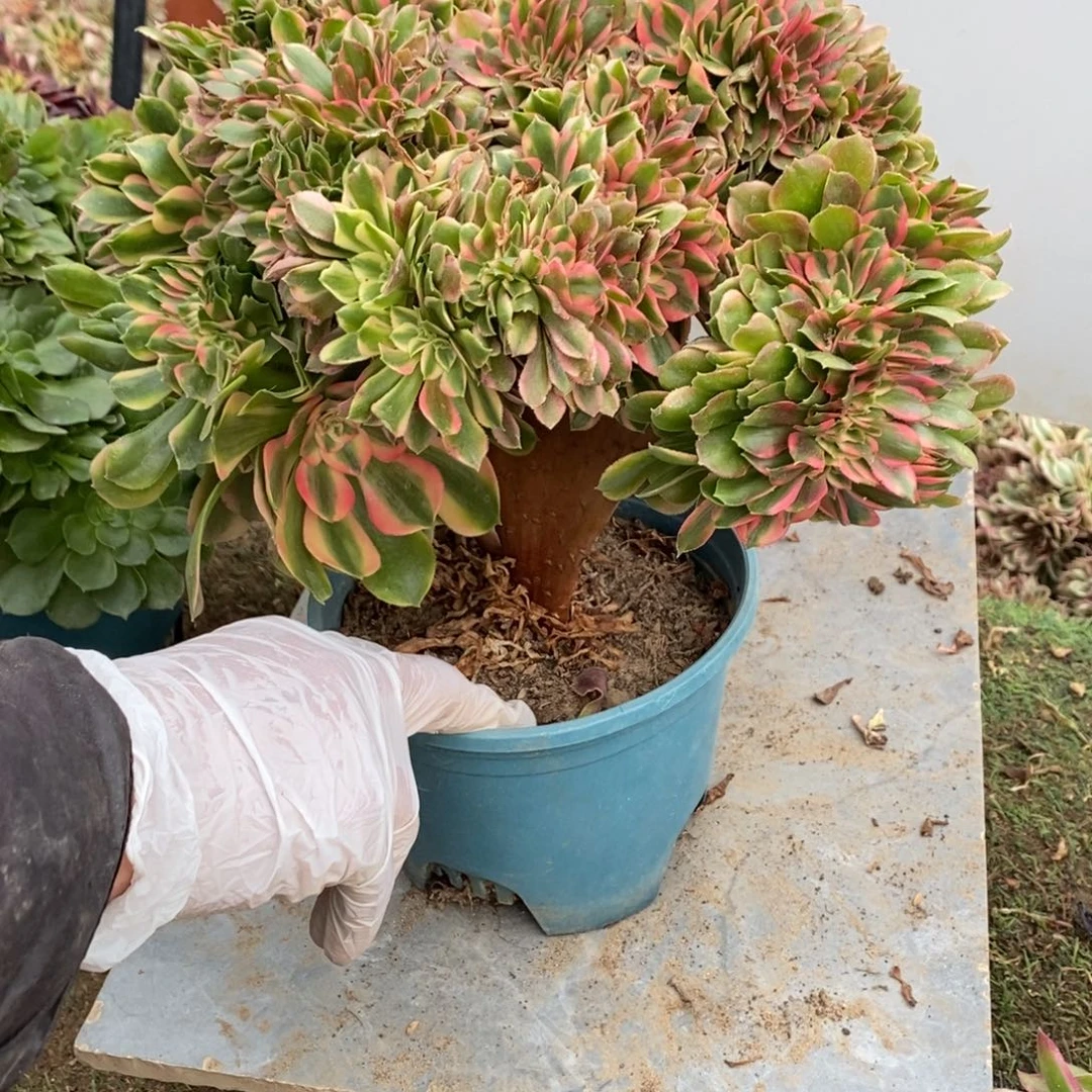 澳***园香妃缀化1颗多肉10569多肉