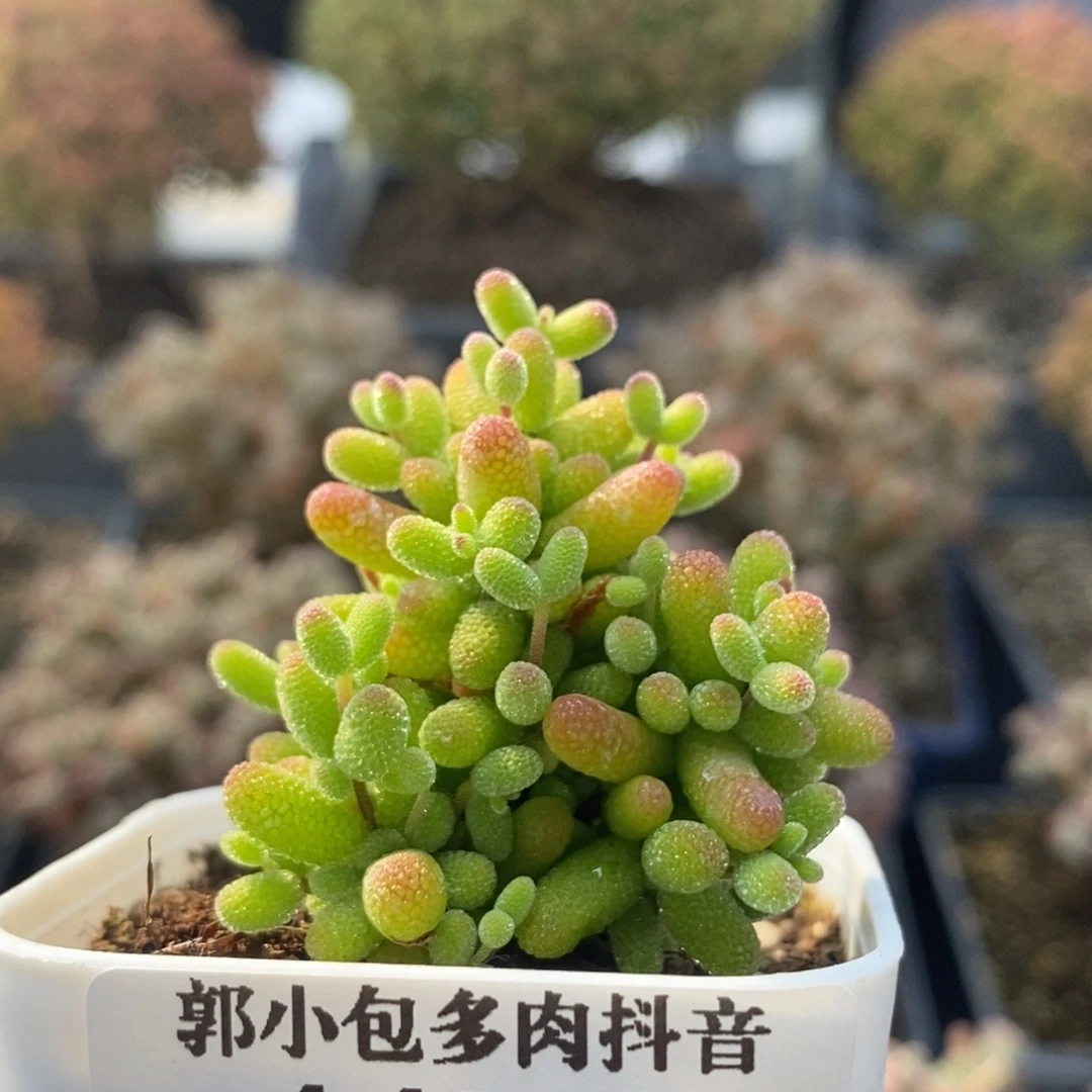 金橘糖球4473枝干番杏