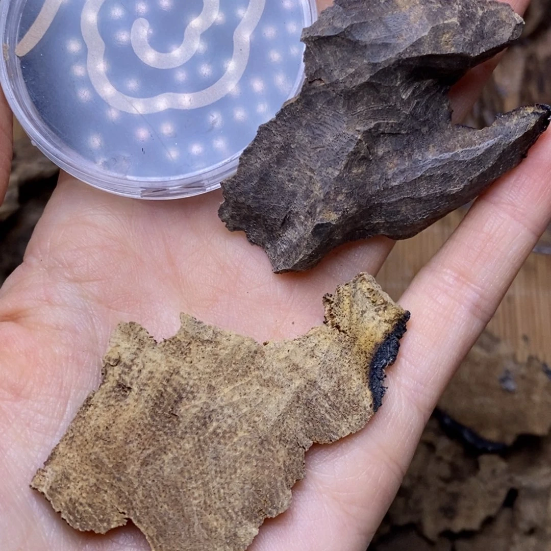 王****红老顶各10克。