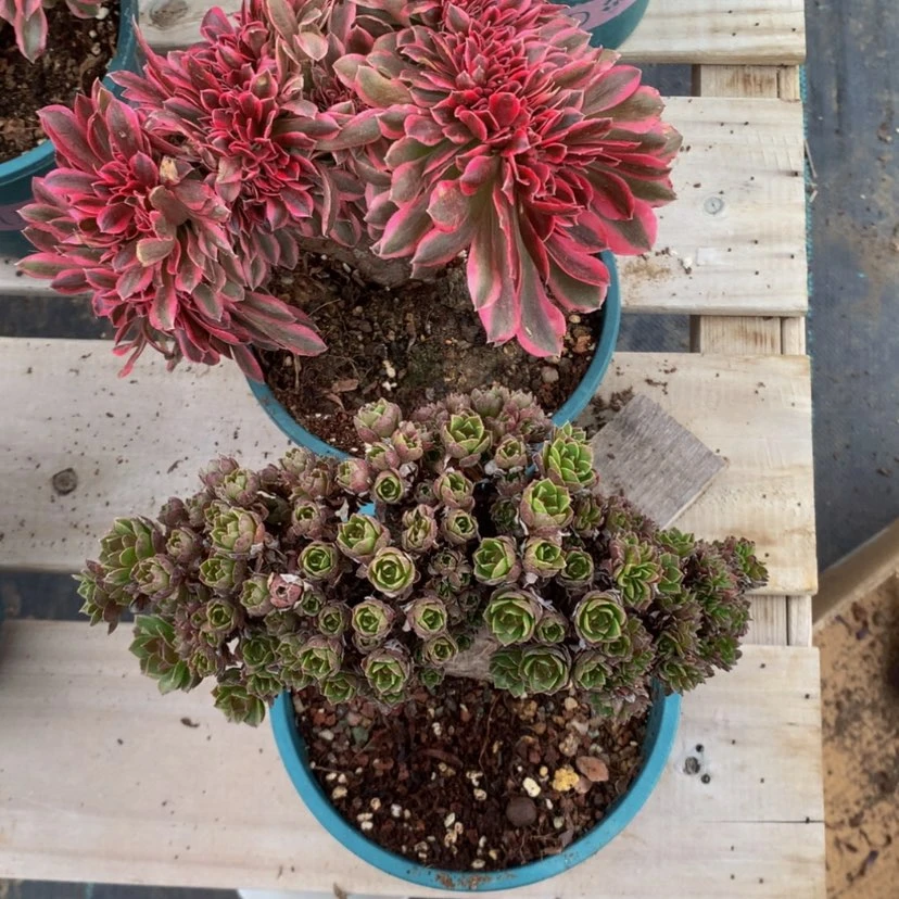 【闪购商品】花****妆两颗20微瑕