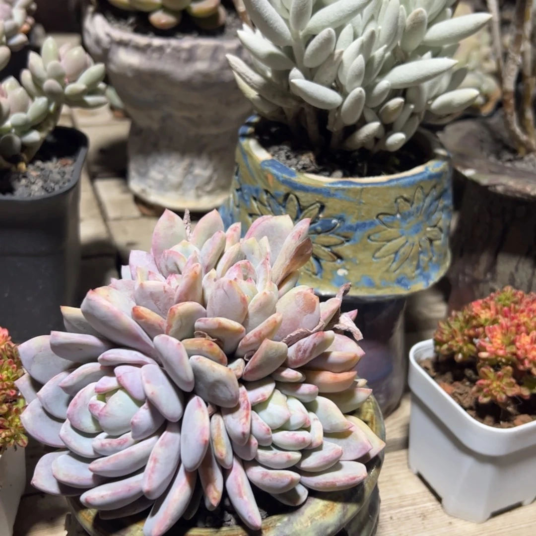 多肉植物多肉植物