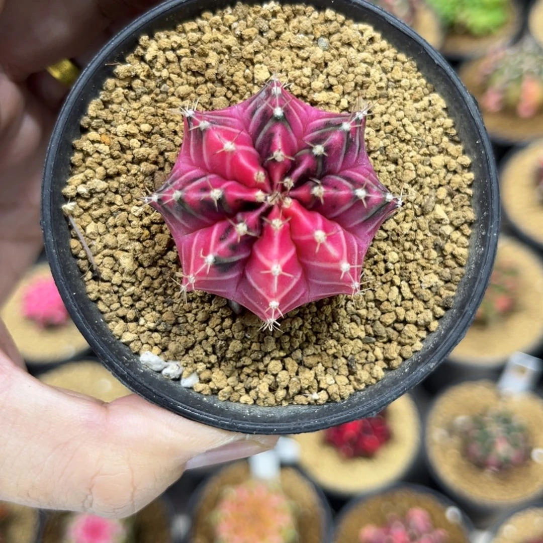 彩虹梦—————————-