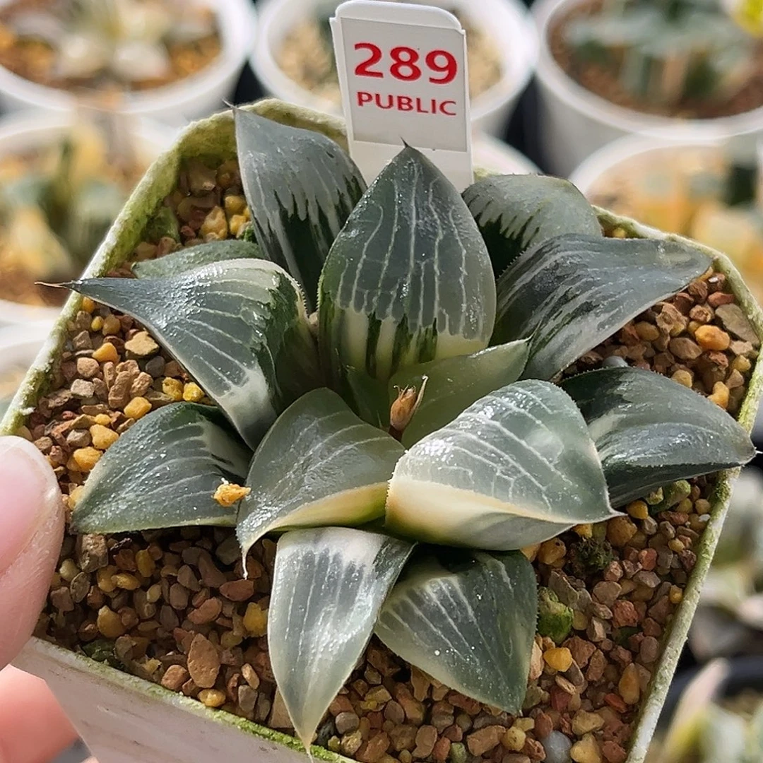 289裹克锦福利福利福利