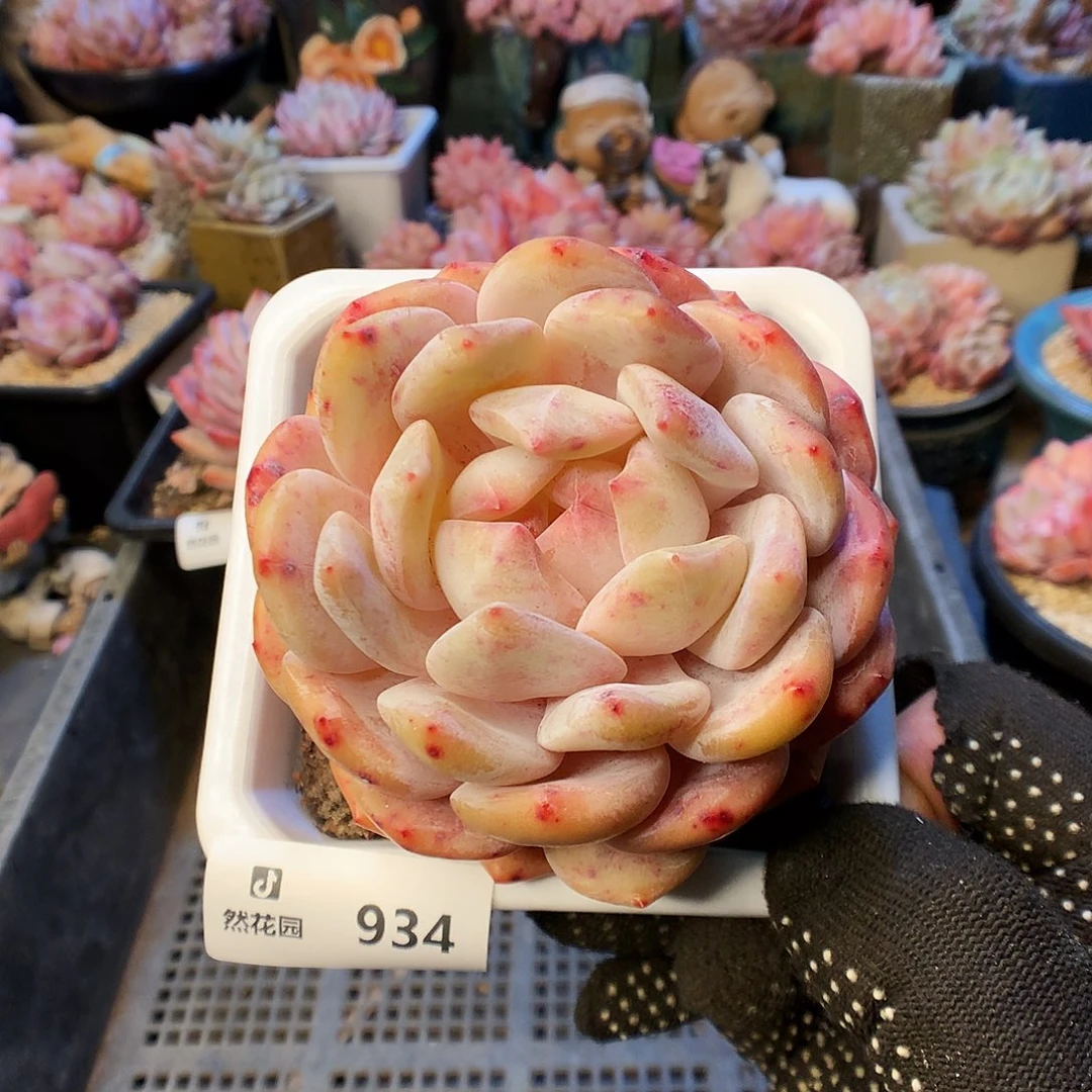 934宽橙多肉植物6666