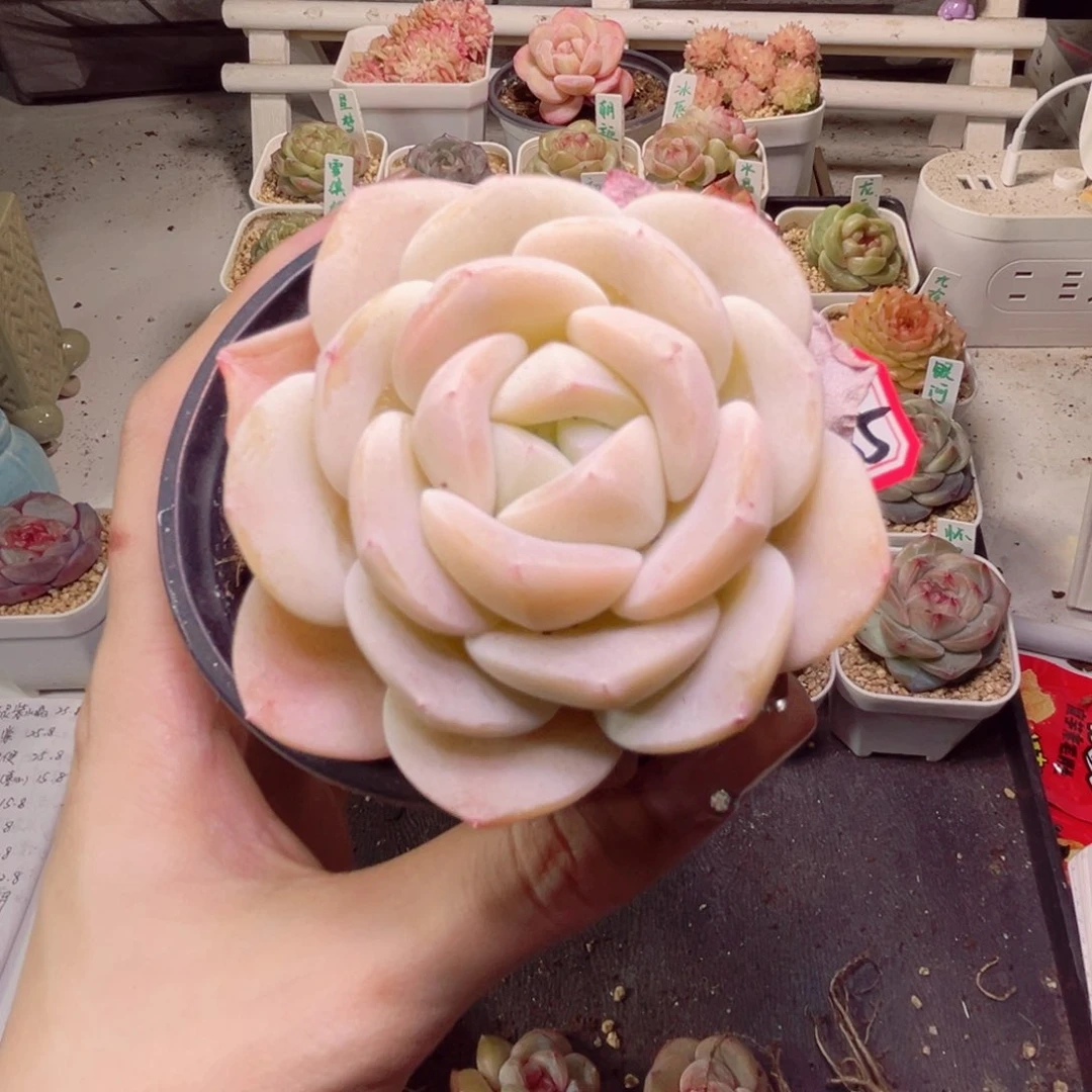 ?****?F385光年一物一拍