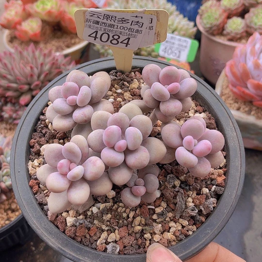 4084桃蛋多肉植物