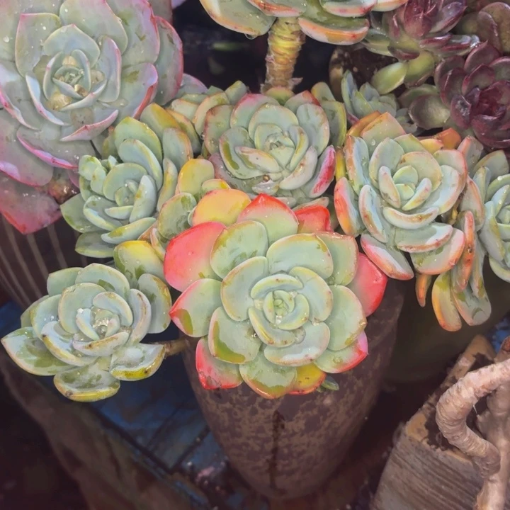 ****陈老桩精品肉肉白月光