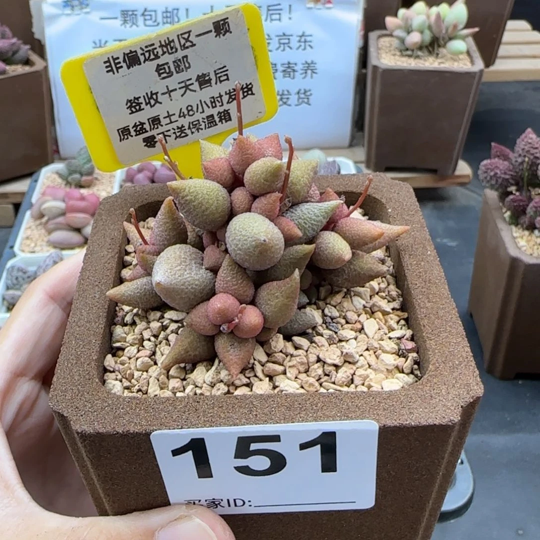 用****4151小辣椒多肉植物