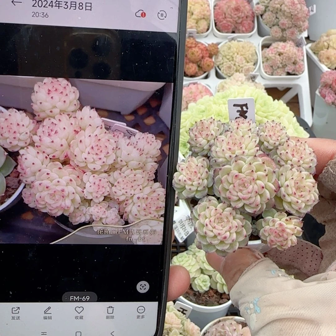 【闪购商品】0126-31（fm-69）