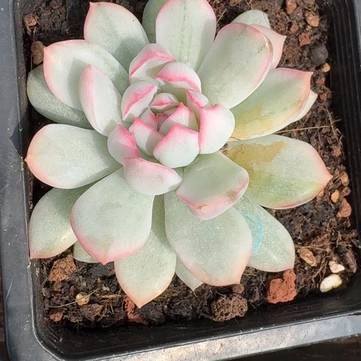厚叶雨燕座一物一拍