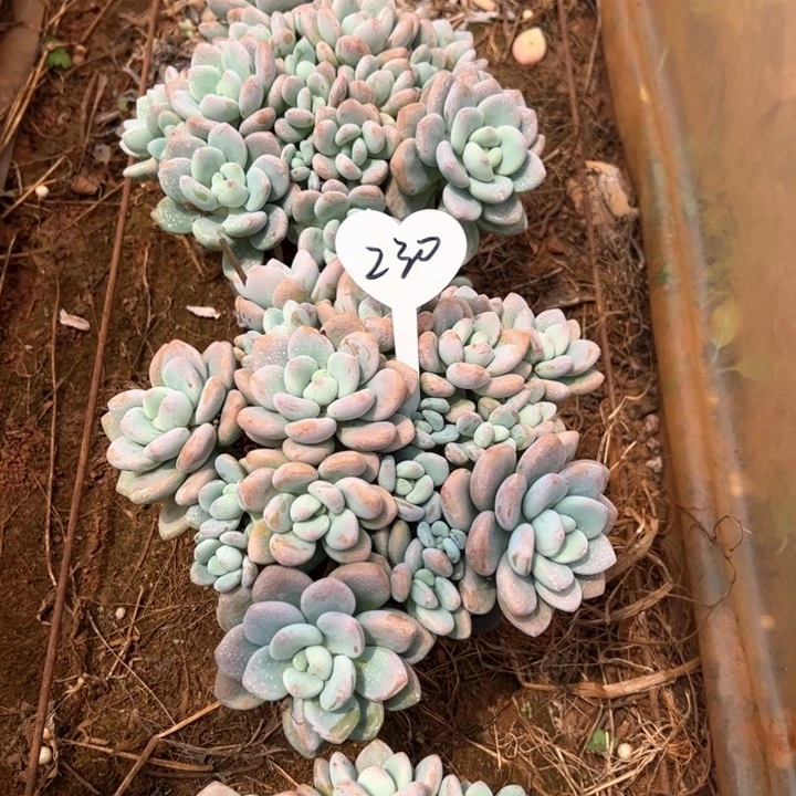 230洛神平平安安