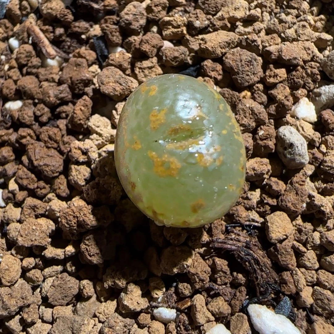 肉锥多肉植物组合-k勋634