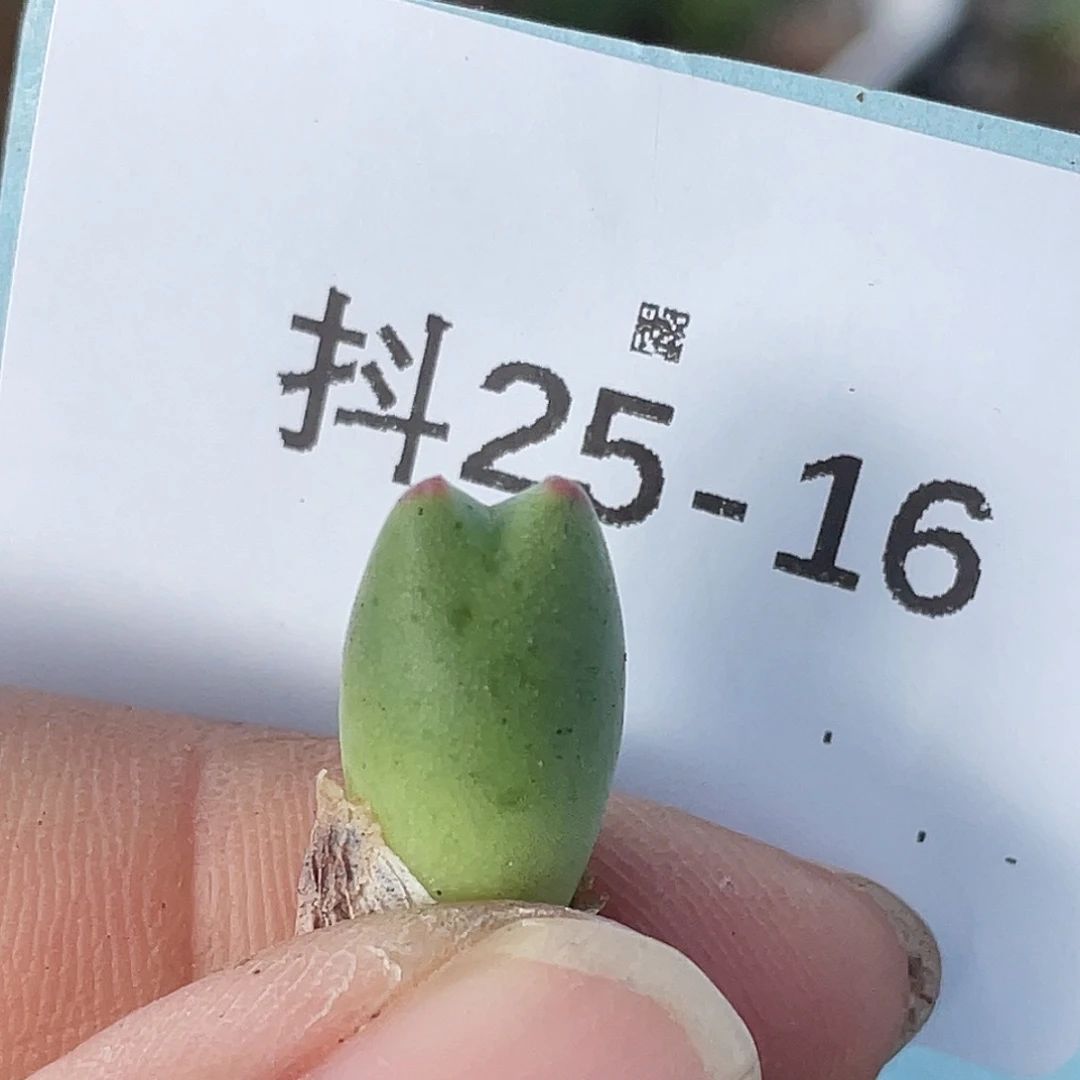 小****25-16肉锥多肉植物
