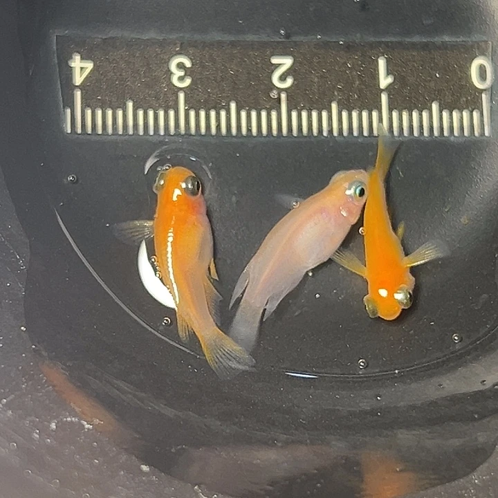 青鳉鱼红色出目一组53