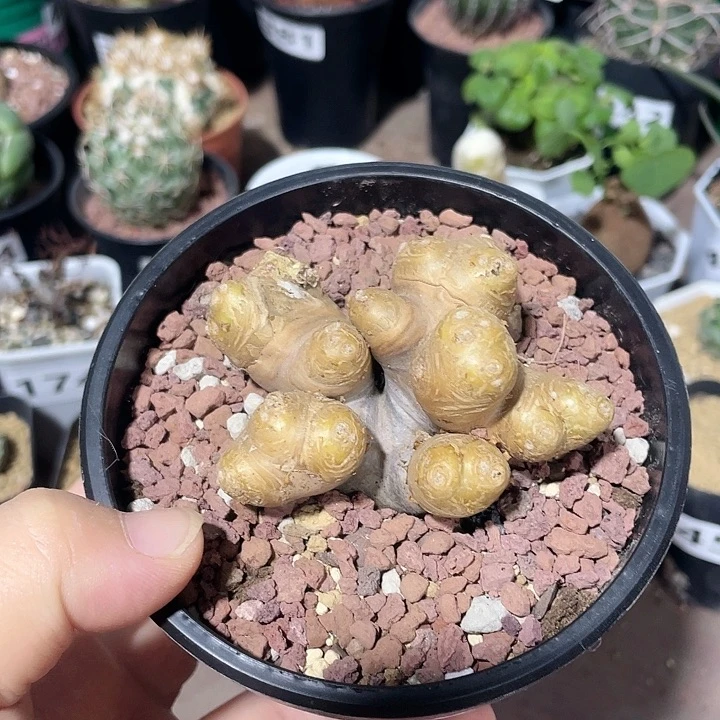 439产地格加厚墩菊
