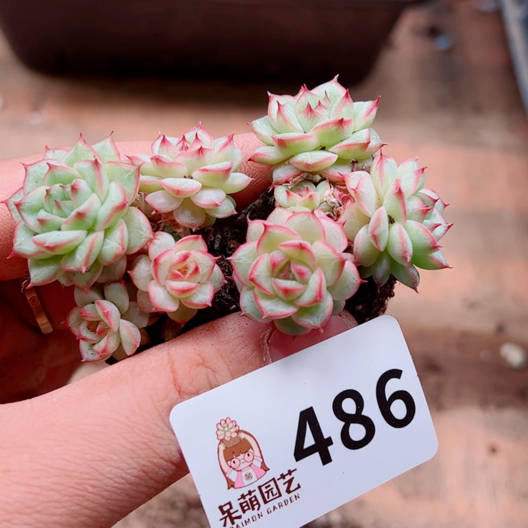 多肉植物多肉植物