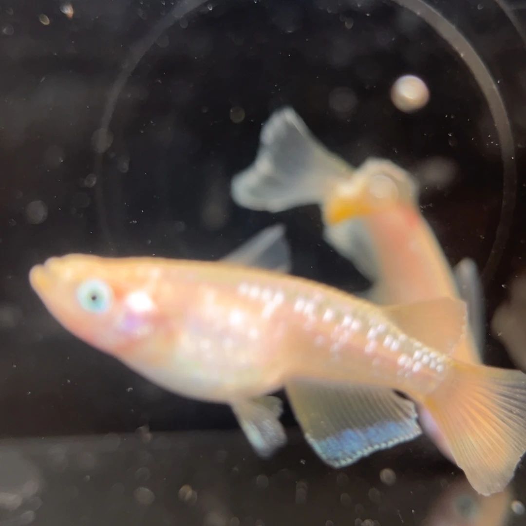 青鳉鱼219酥油灯真长鳍一对