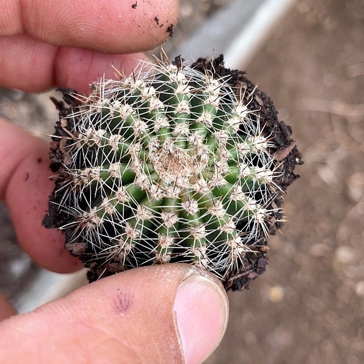 指****?粉仙女一代侧福利一个