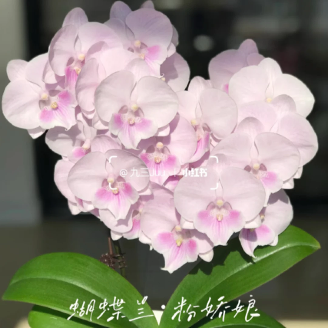 【粉娇娘】蝴蝶兰3.5寸【根系可以】