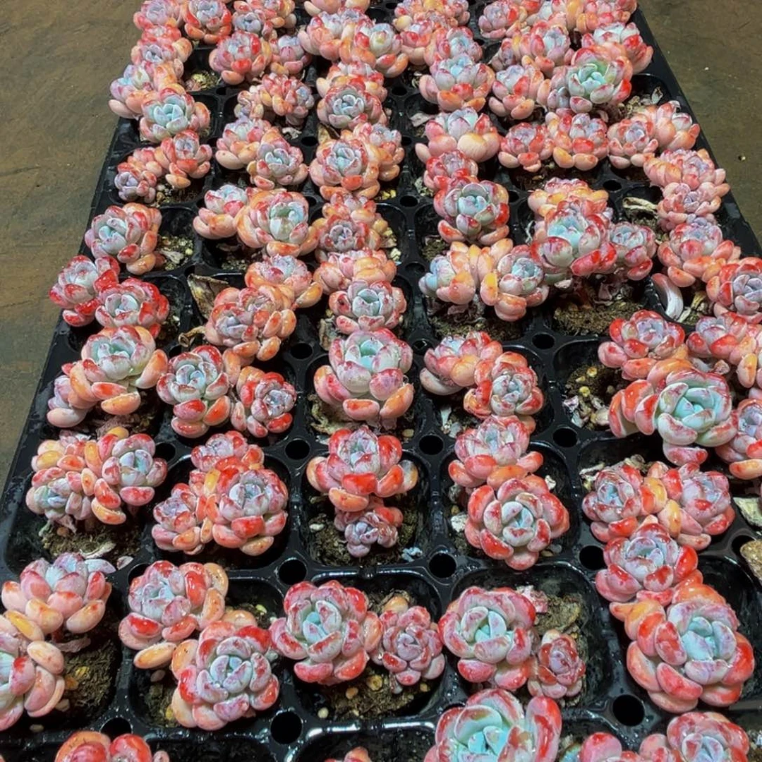 辞***镜073多肉葡萄干和一个小蛋糕一