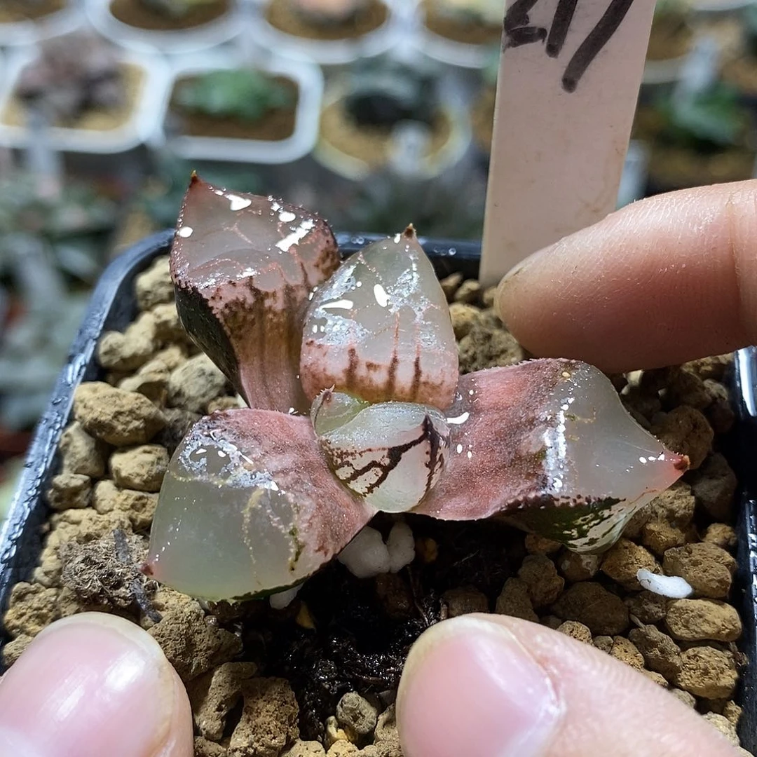 219冰皇克十二卷多肉