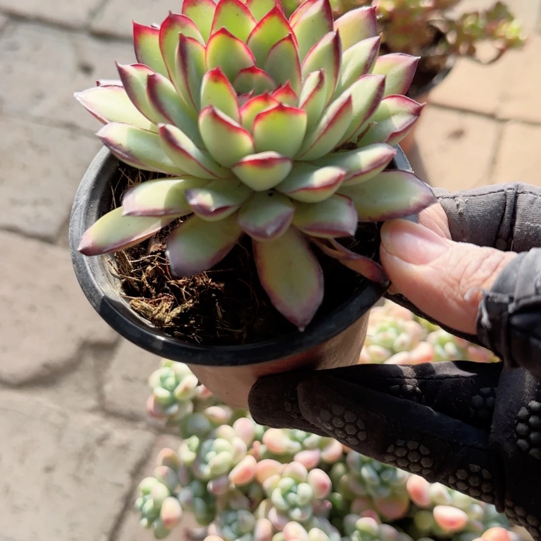 无花朵90单头灵影