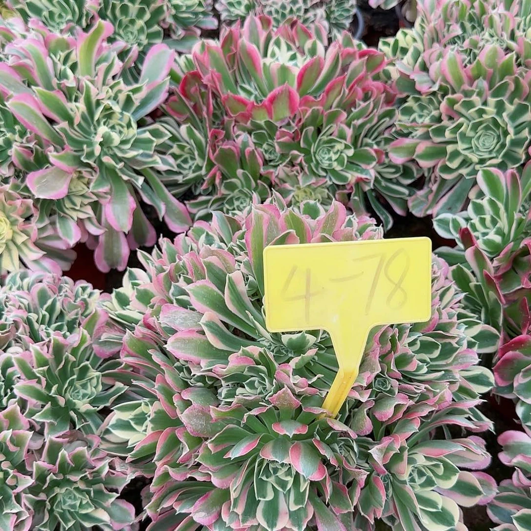 4-78--+多头多肉植物