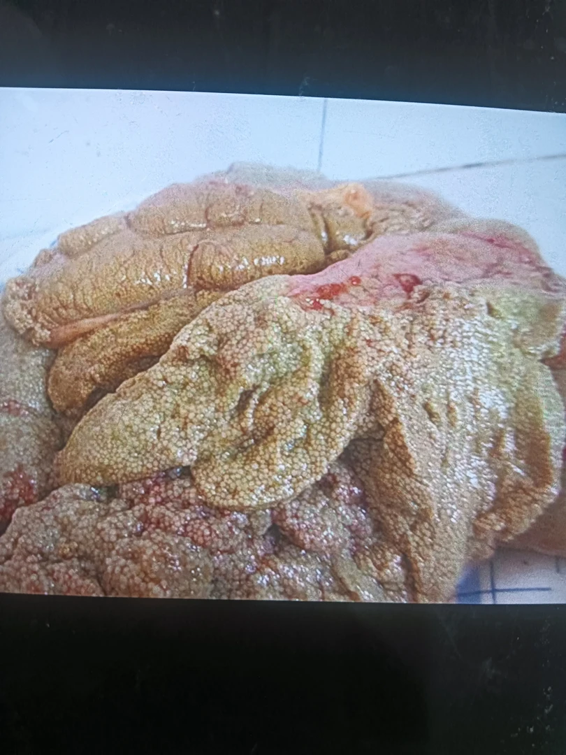 纯纯野生翘嘴鱼鱼子