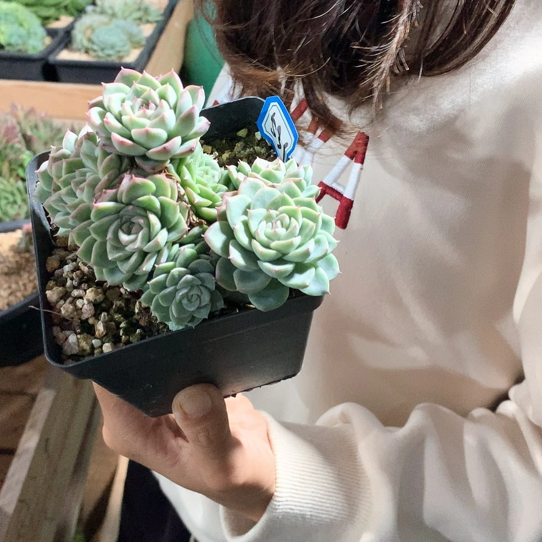 531 一物一拍多肉