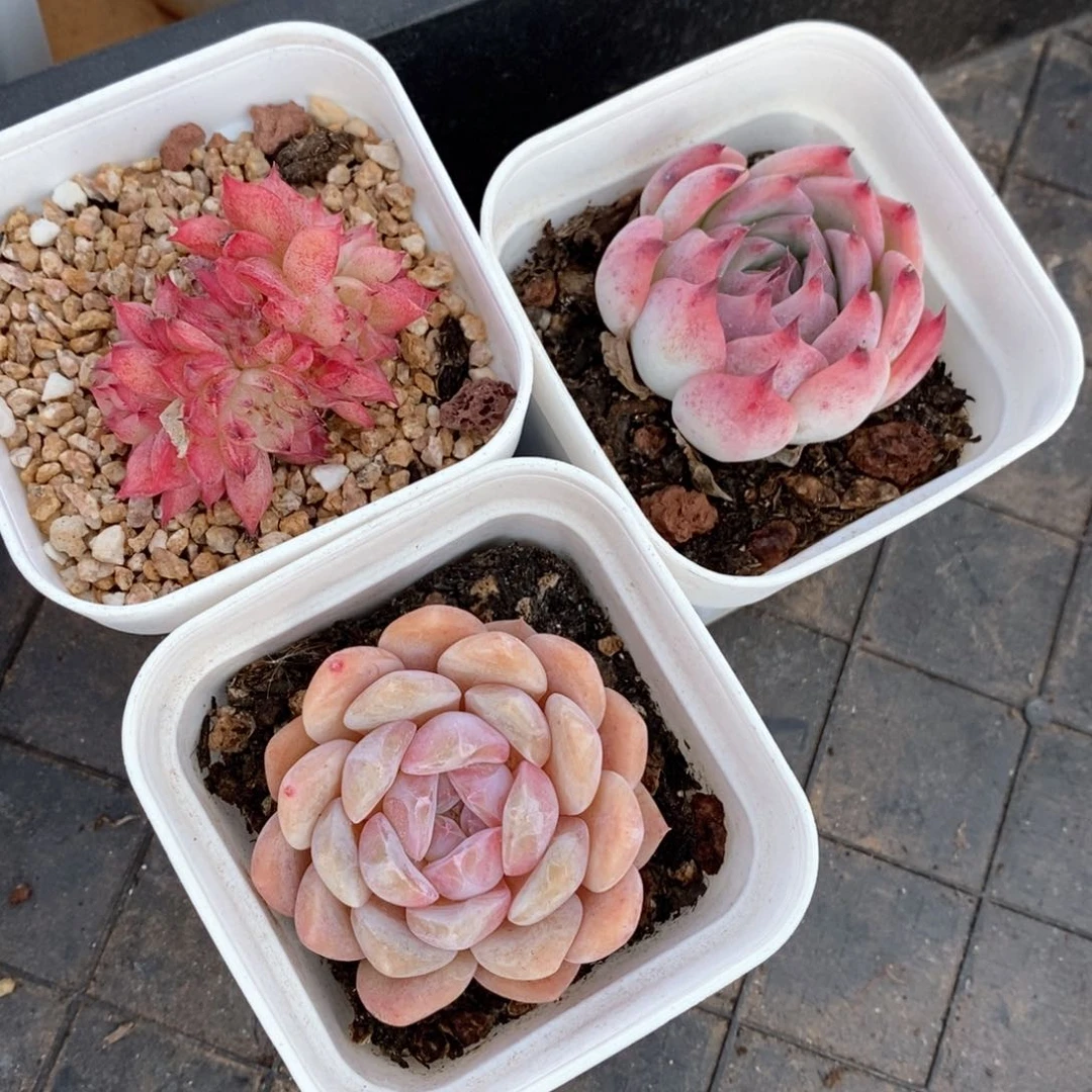 精品多肉一物一柏186