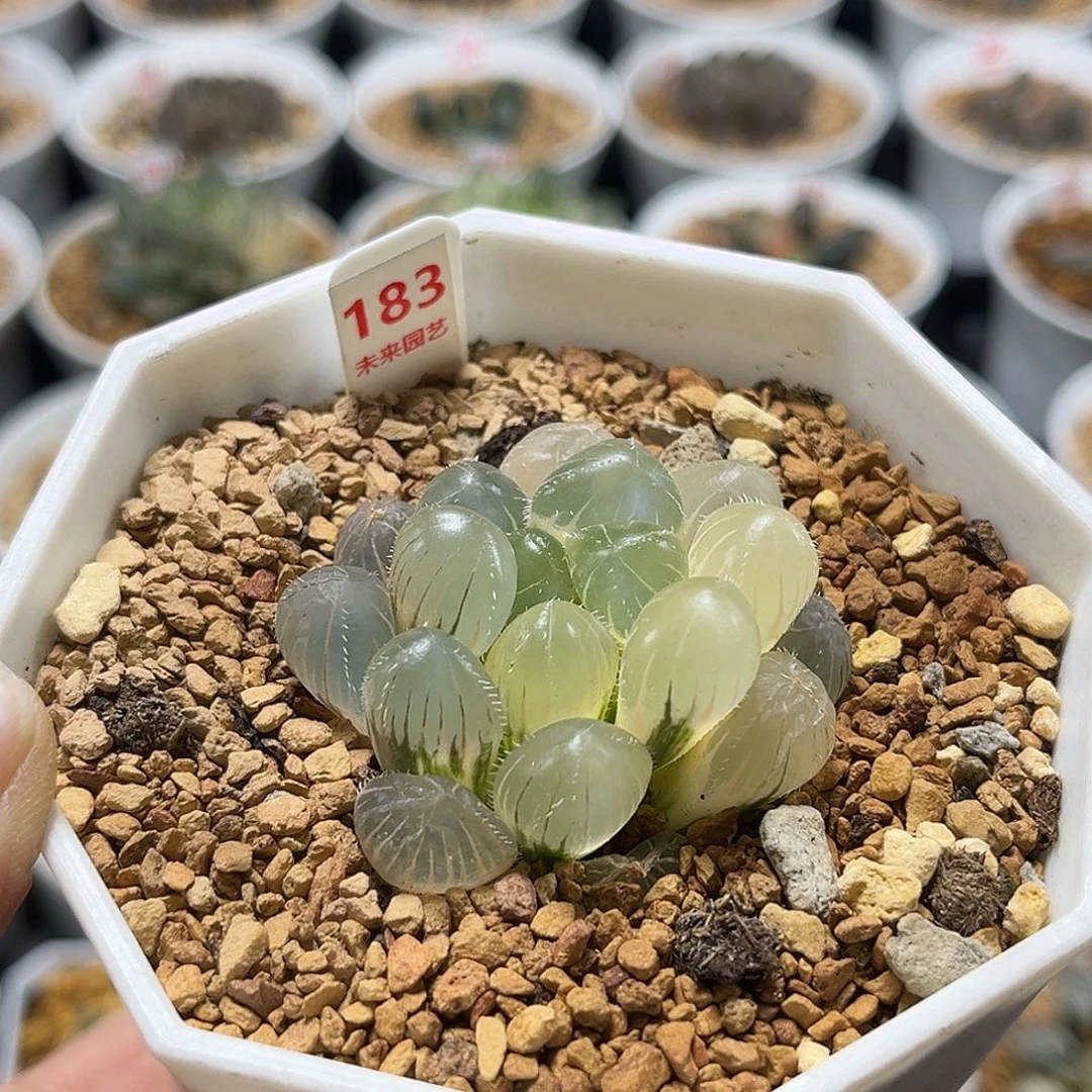 183糊斑冰灯×赤线玉露锦福利