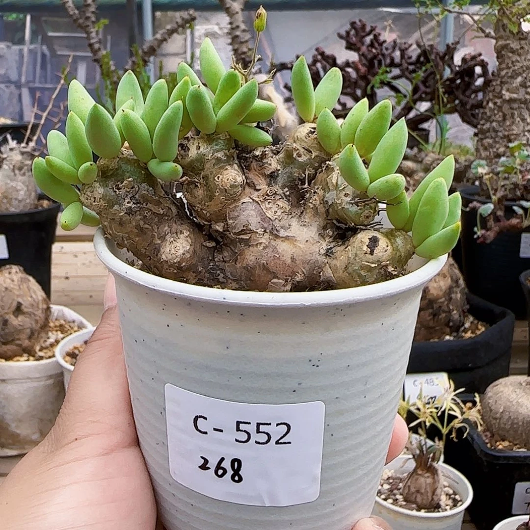 552万物想奇峰锦块根植物
