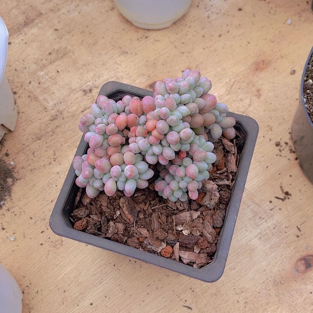 微****菜000000000000643