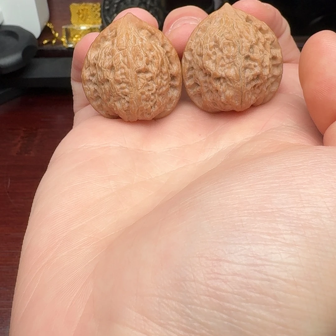 正品原树河北邯郸七步沟