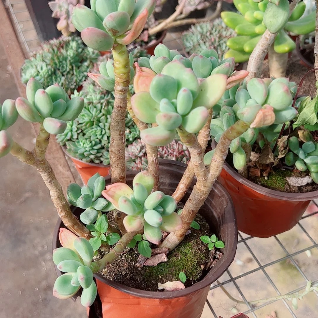 清新美人多头造型精品