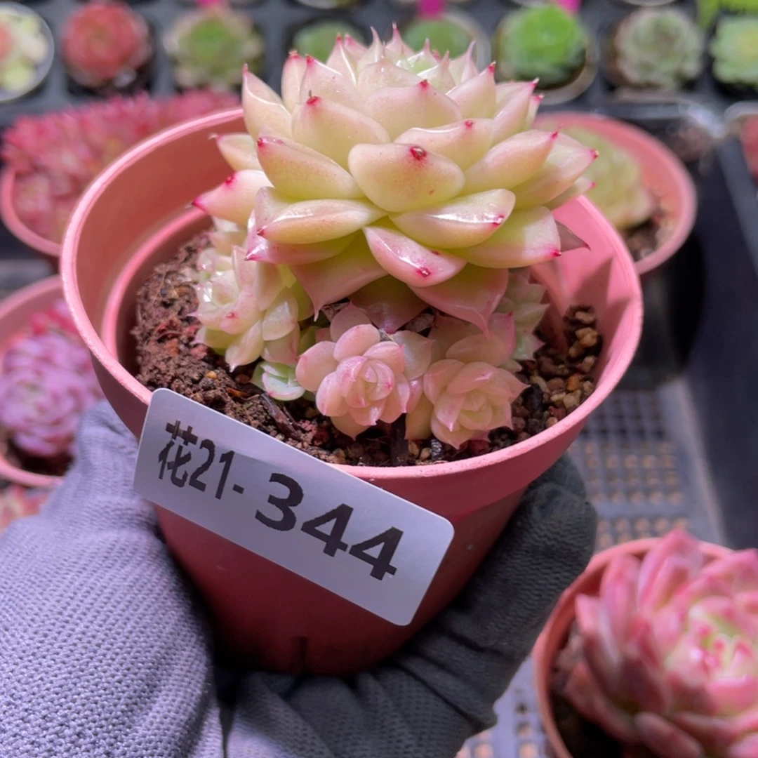 花利美21-344麦秆群