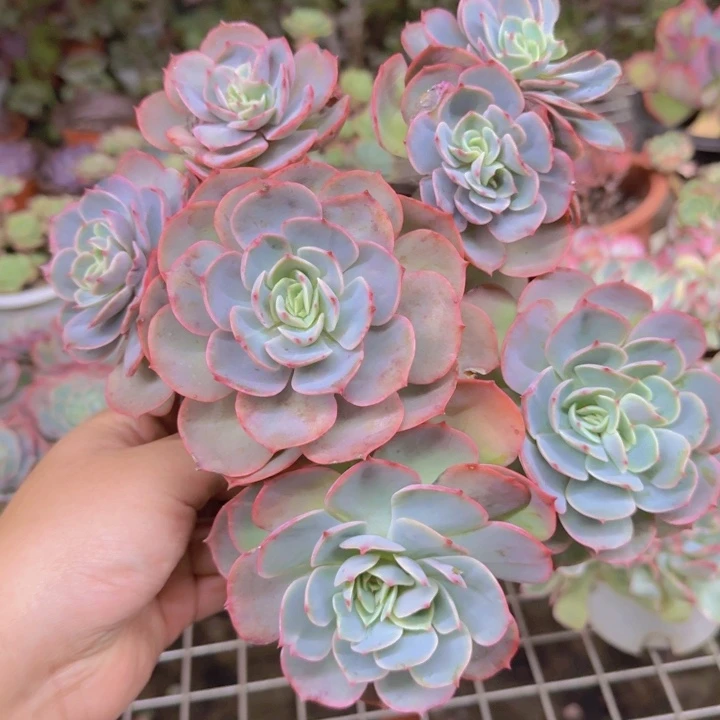 原始白雪公主五头起老桩