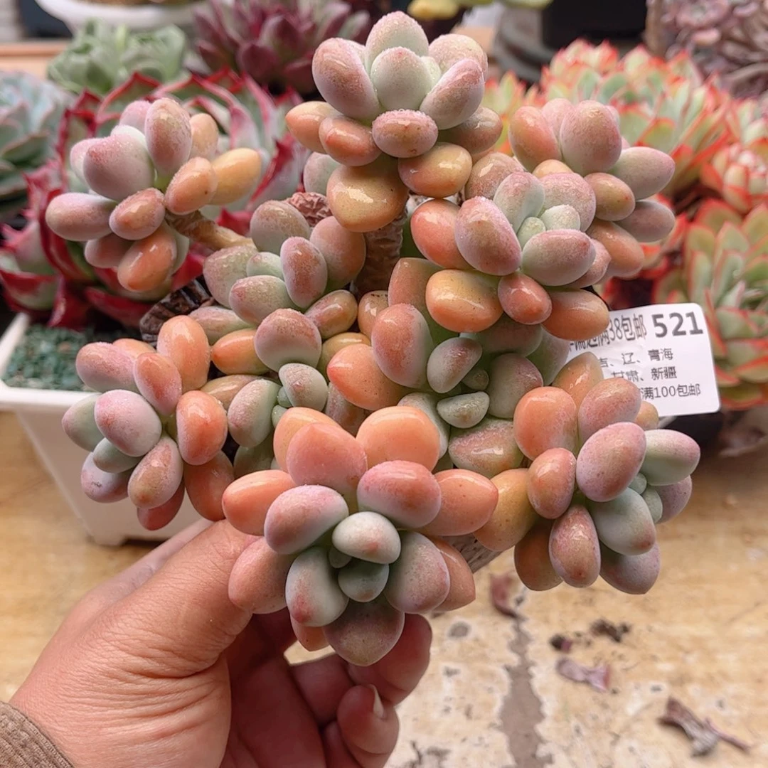 521香水洛神德华多肉