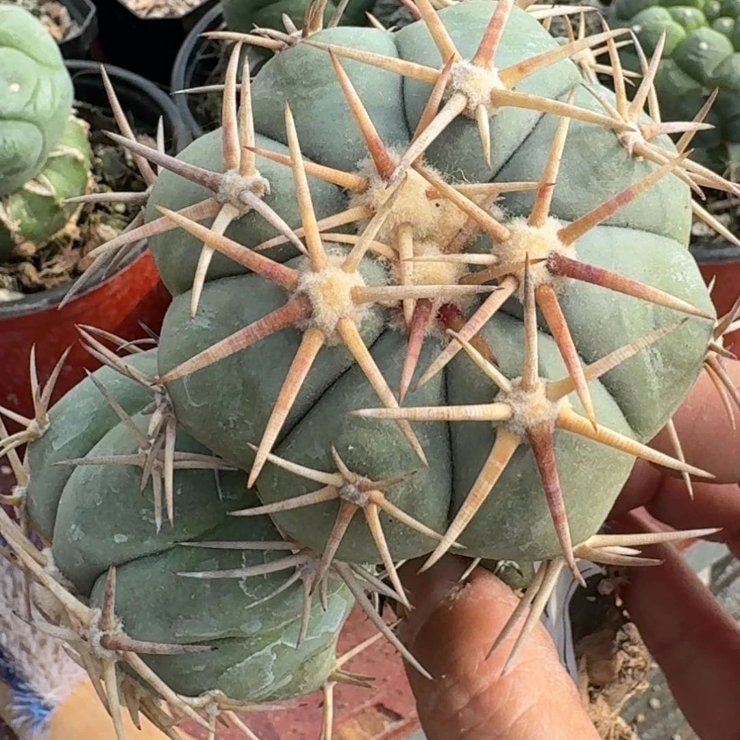 【闪购商品】三头苗接白刺翠屏