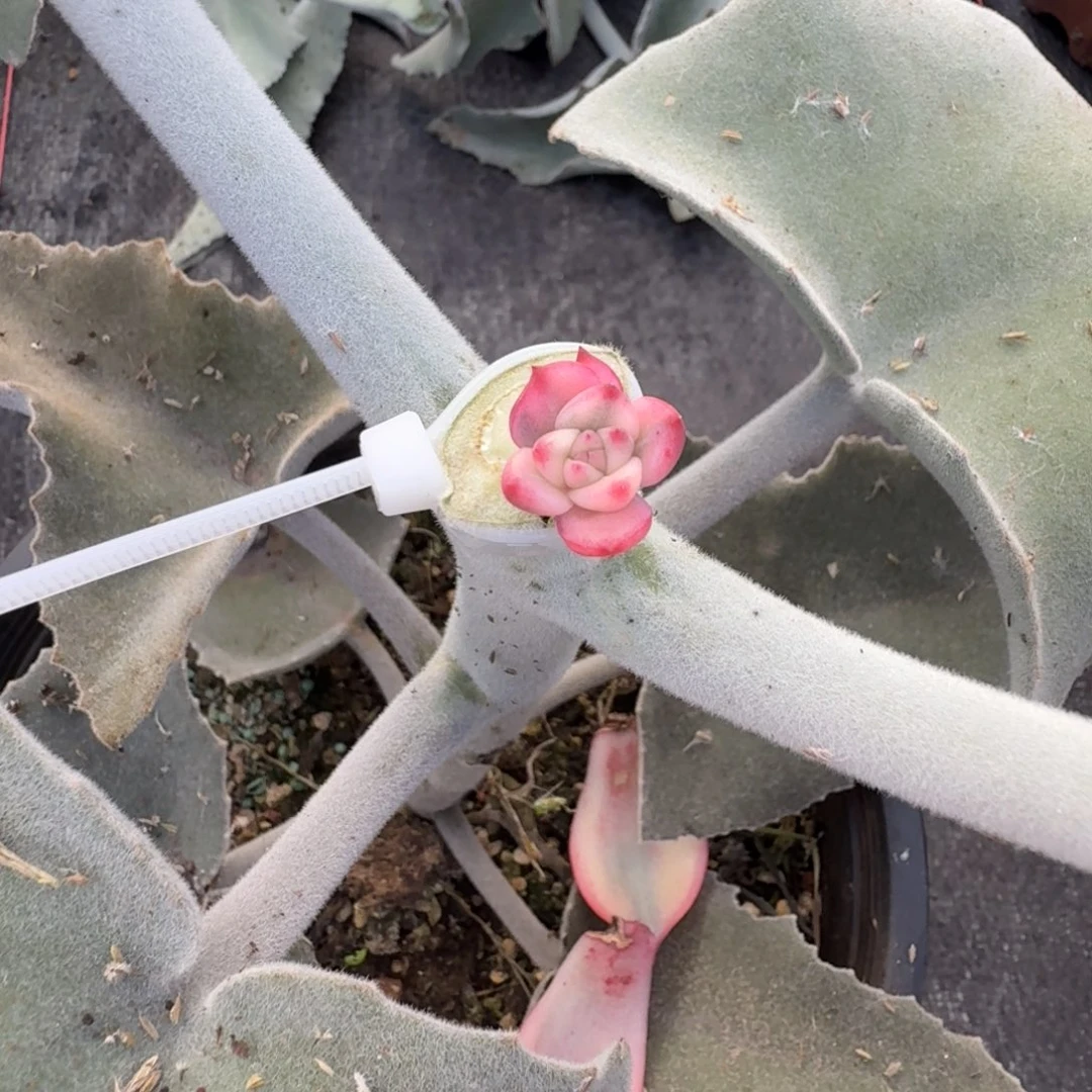 豆***果红颜密语 安吉园艺