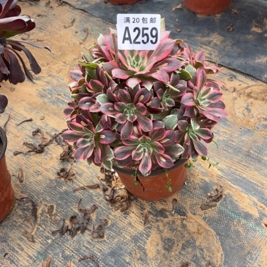 259浣纱法师不包断枝