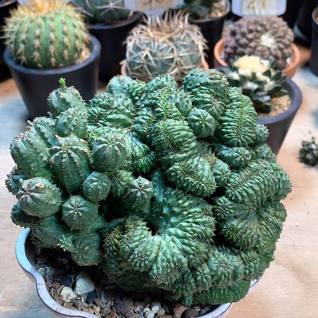 布纹球蕞化