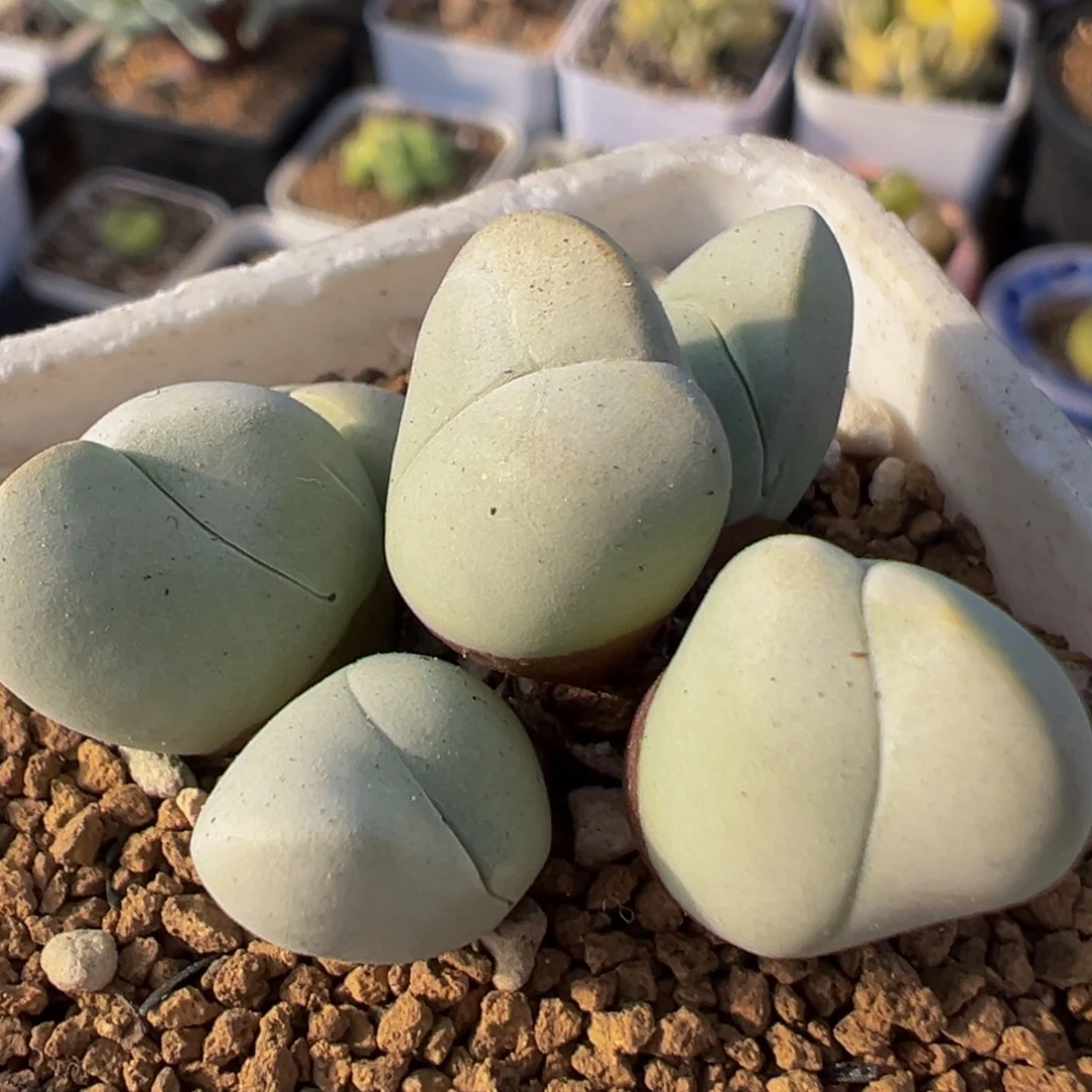 22多肉植物百科白魔