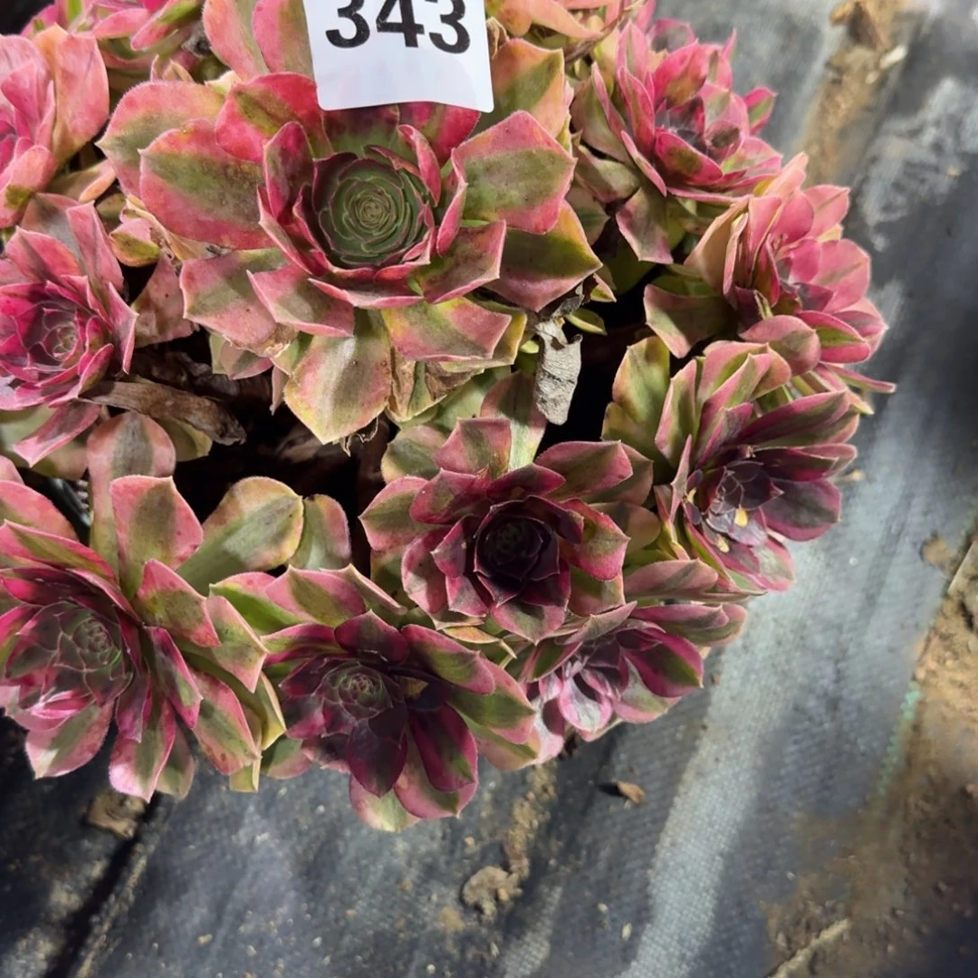 雨河多肉植物老庄343