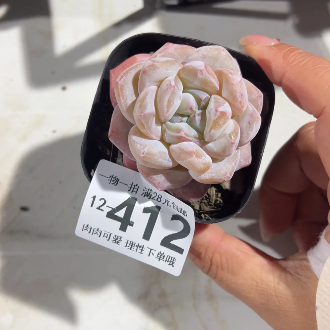 霜花多肉多肉多肉