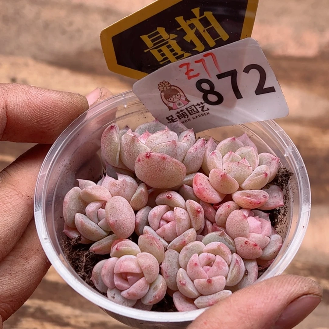 多肉植物多肉植物