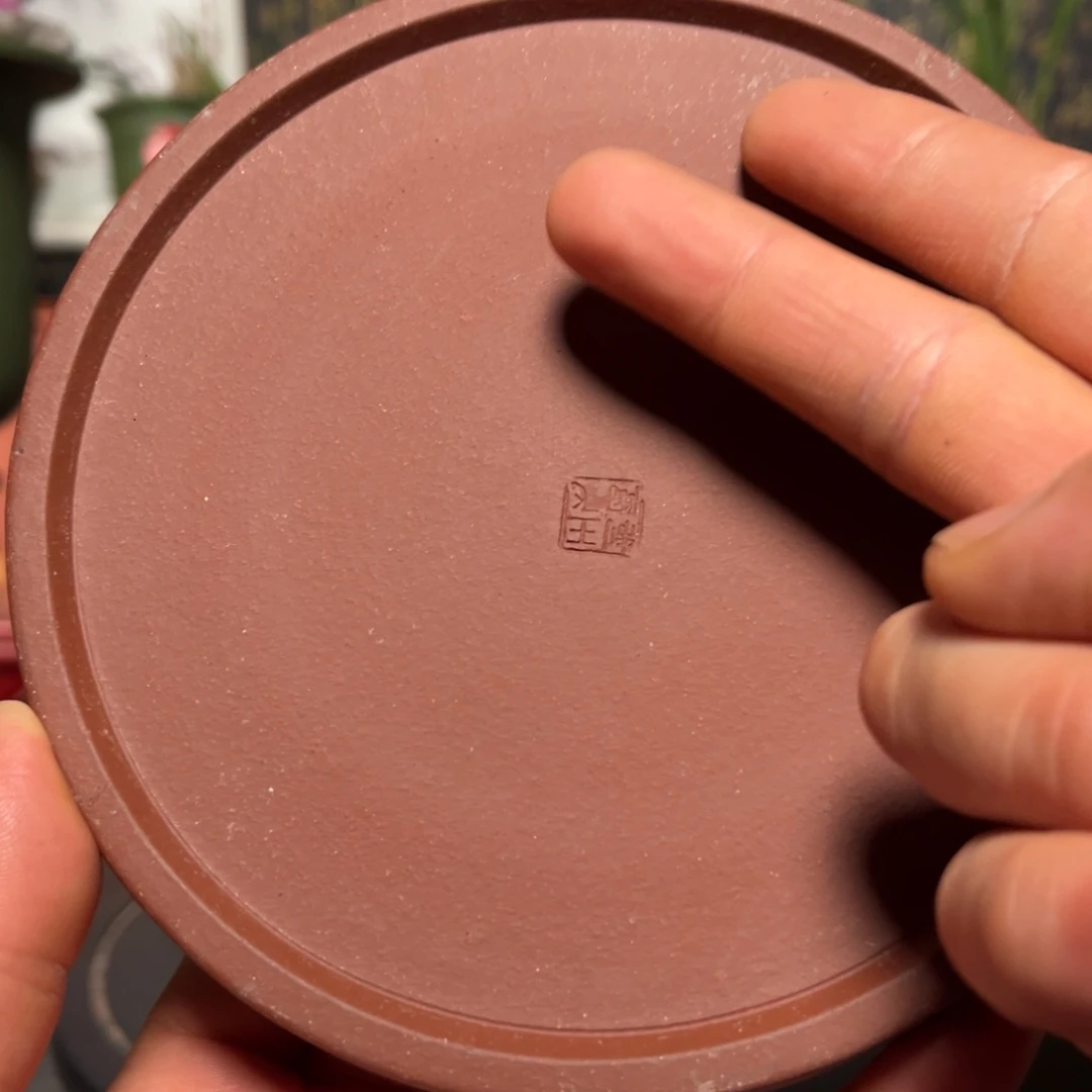 紫砂花盆树*紫砂花盆