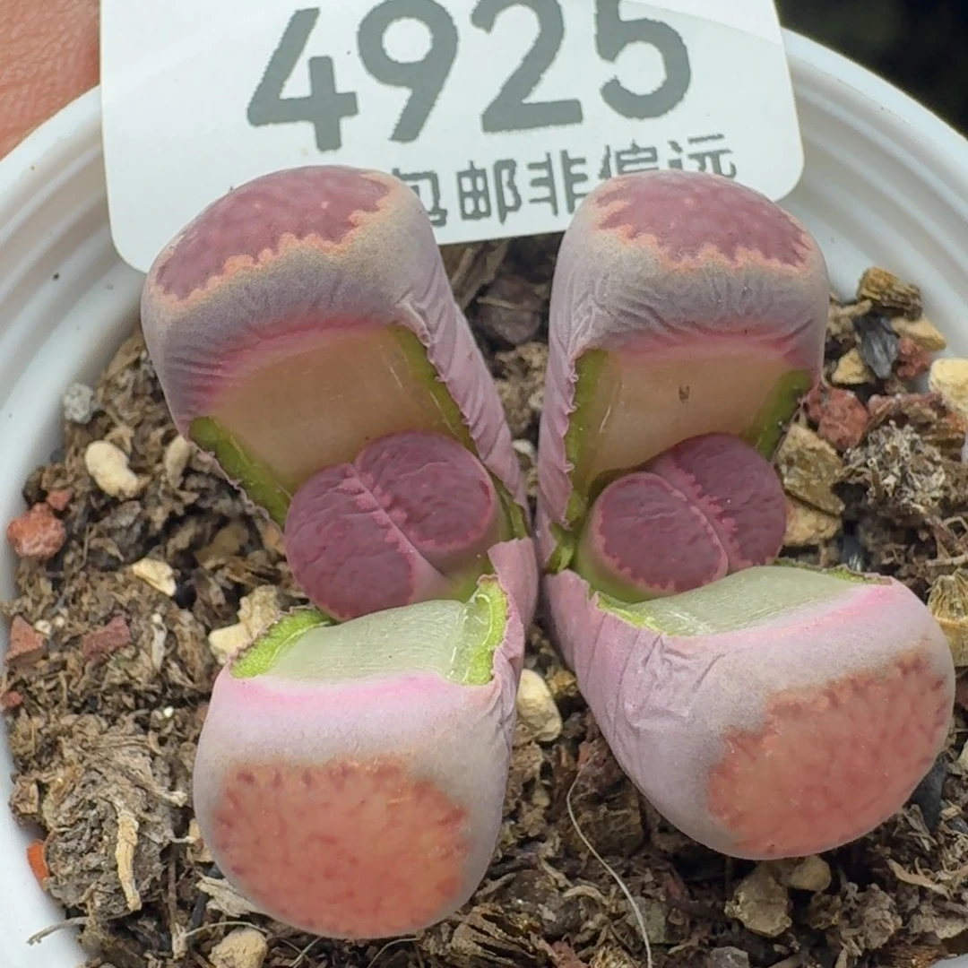 紫里带盆土