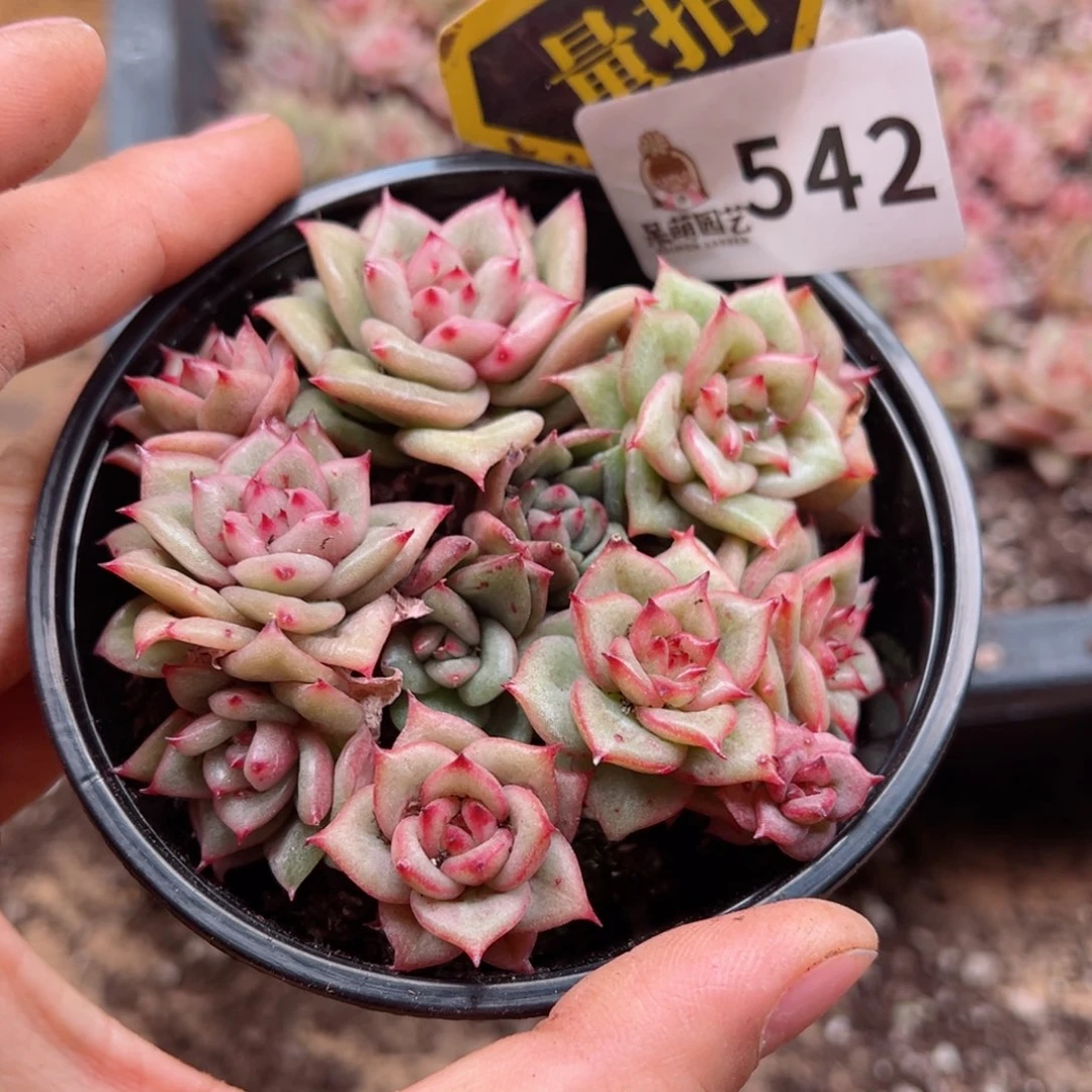 多肉植物多肉植物